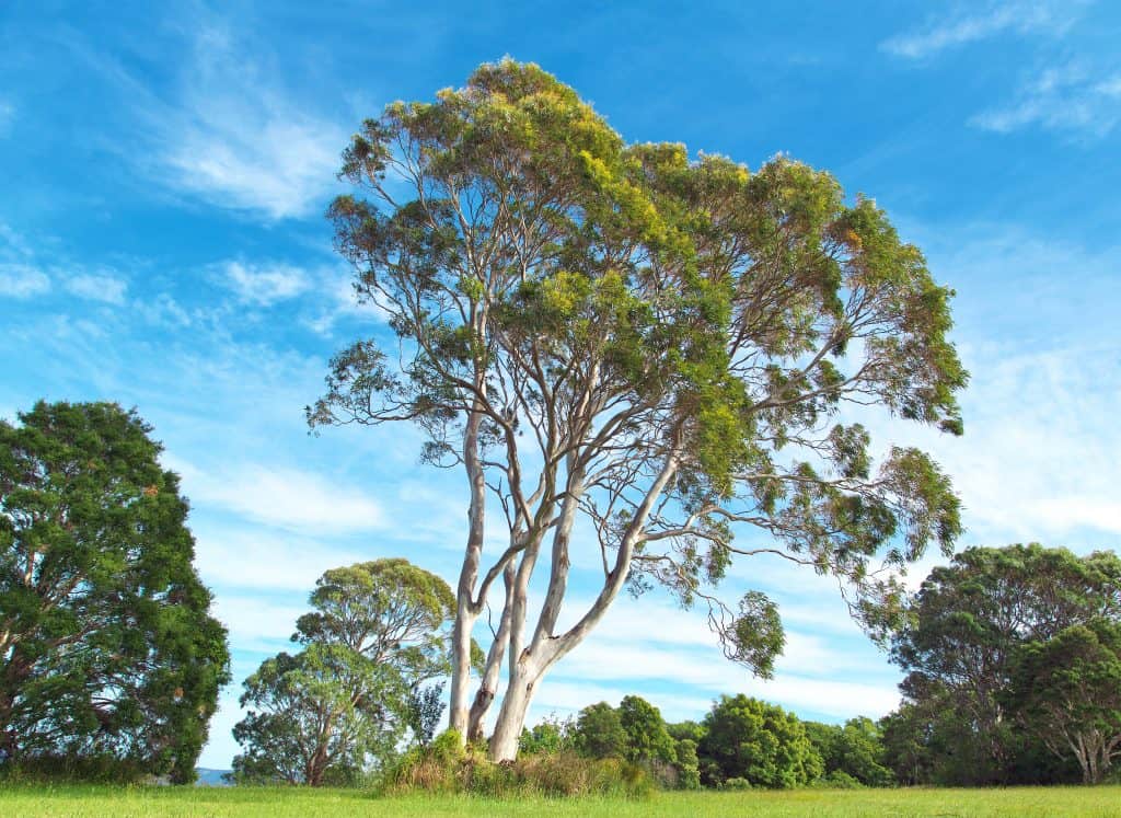 Eucalyptus Tree