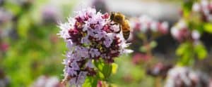 Honeybee Pollinating Red Valerian Flower