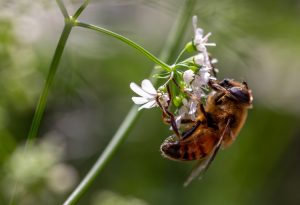 Honey Bee Extracting The Nectar Of The Coriander Flower