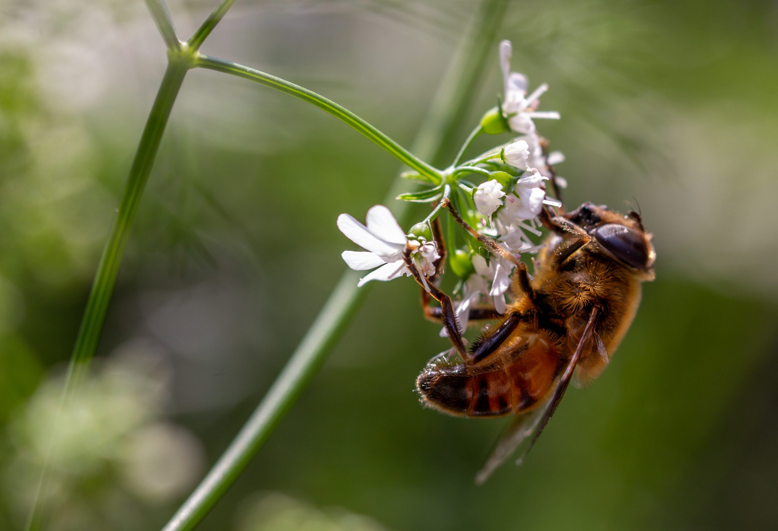 Honey Bee Extracting The Nectar Of The Coriander Flower