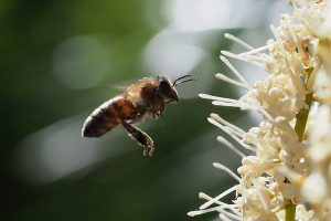 Honey Bee Preparing To Pollinate Macadamia Blossom