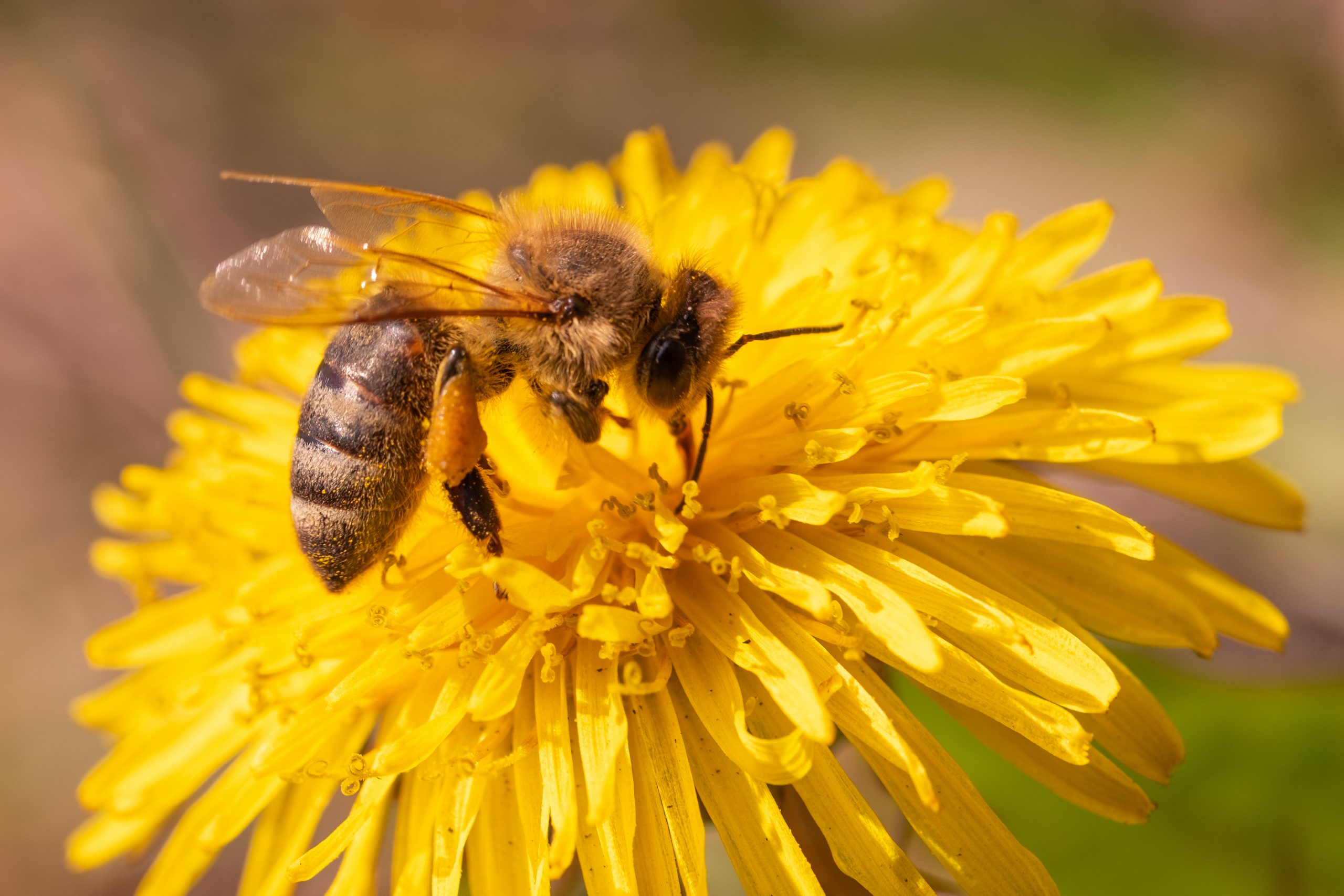 Honeybee Extracting The Dandelion Nectar