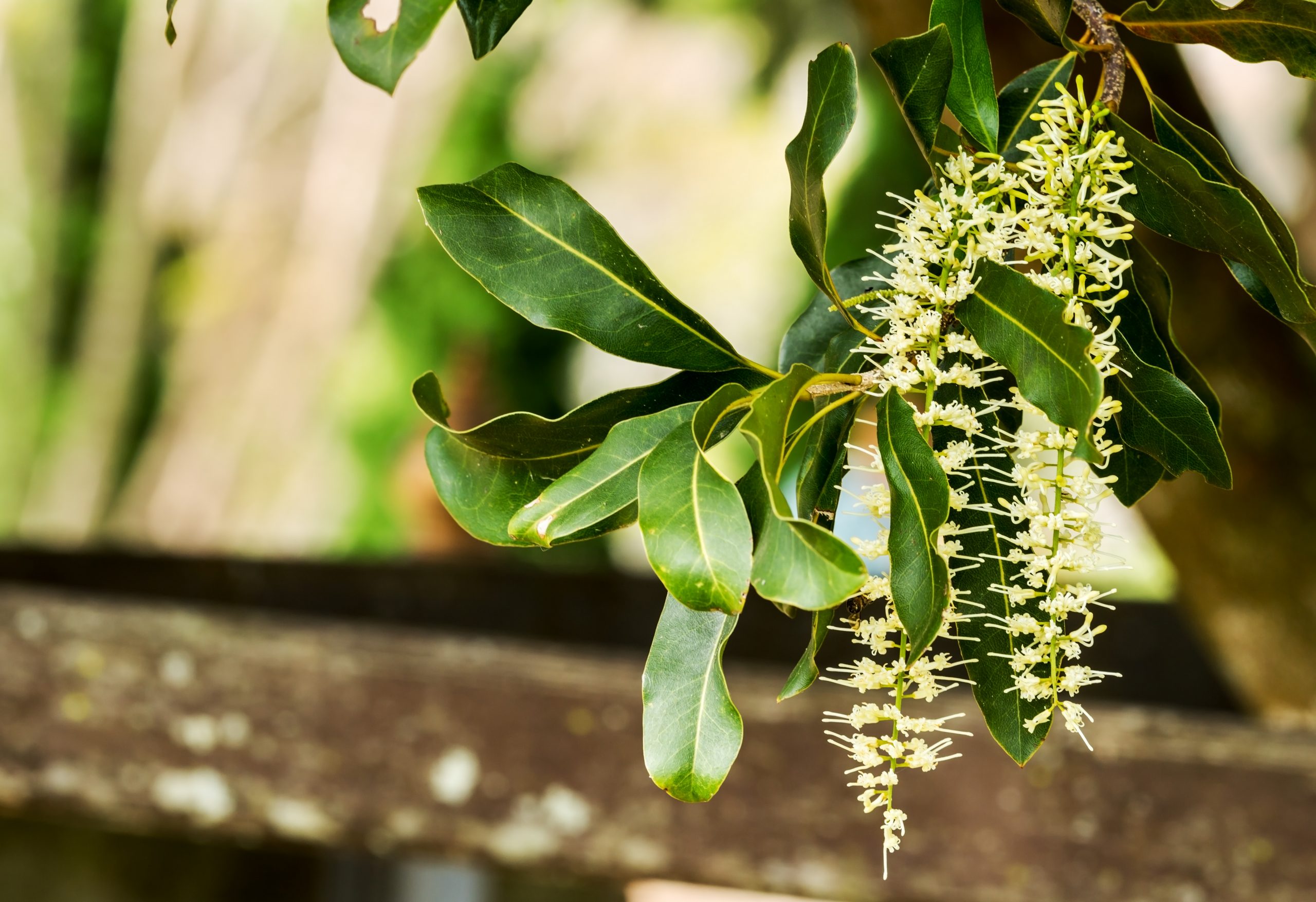 Macadamia Nut Flowers Blossom Which Honey Bees Will Pollinate