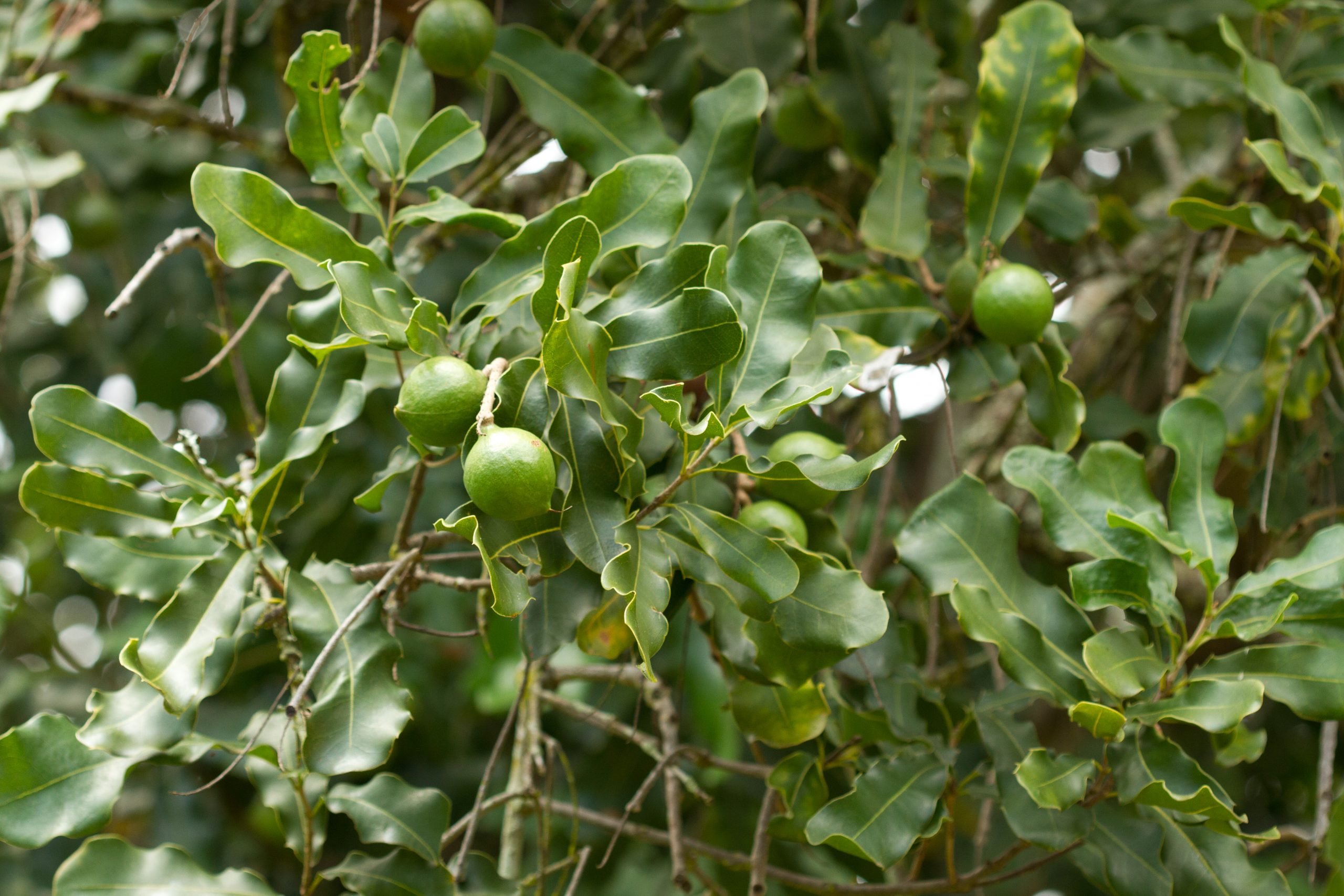 Macadamia Nuts Blooming