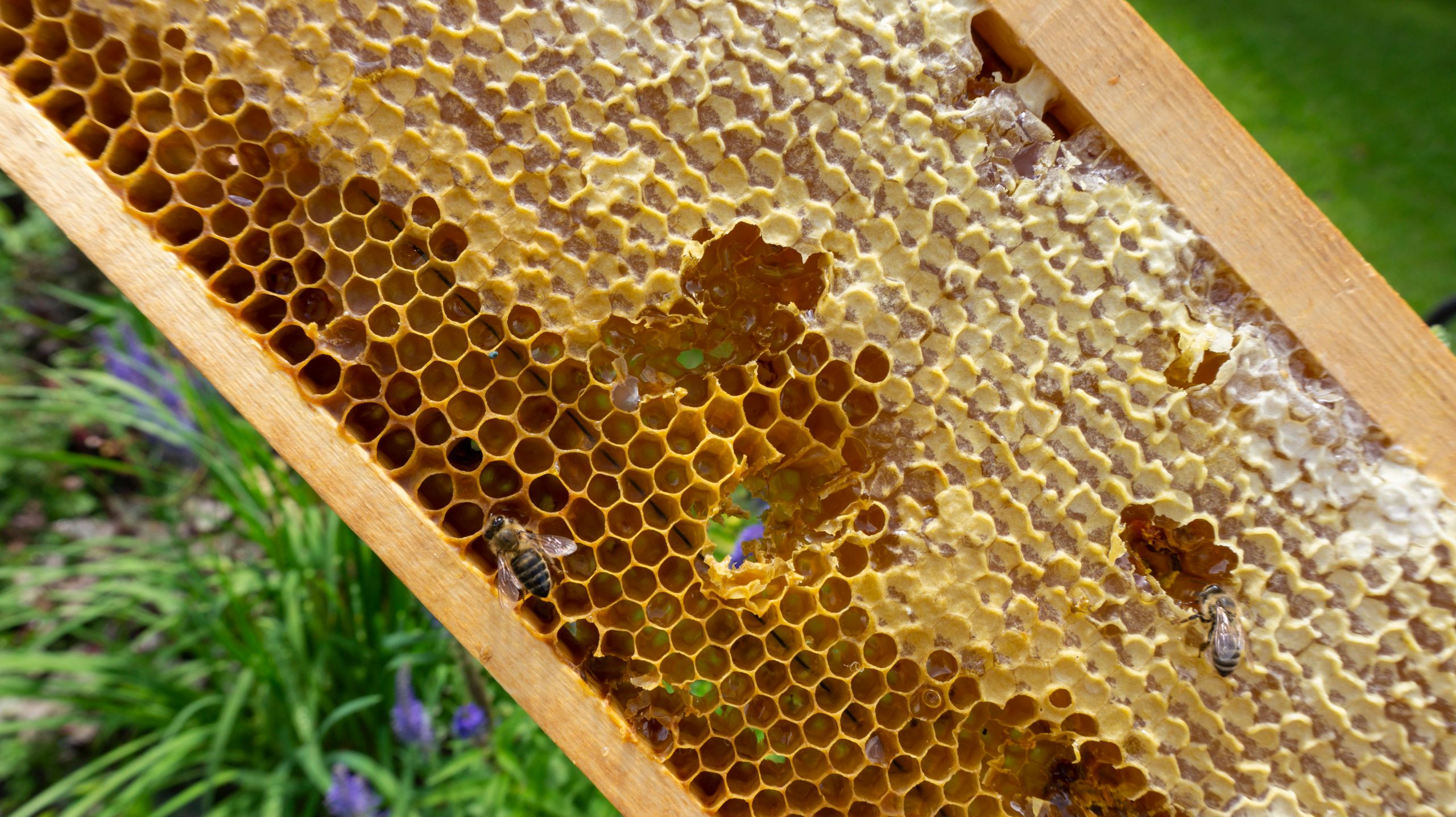 Sage Honeycomb