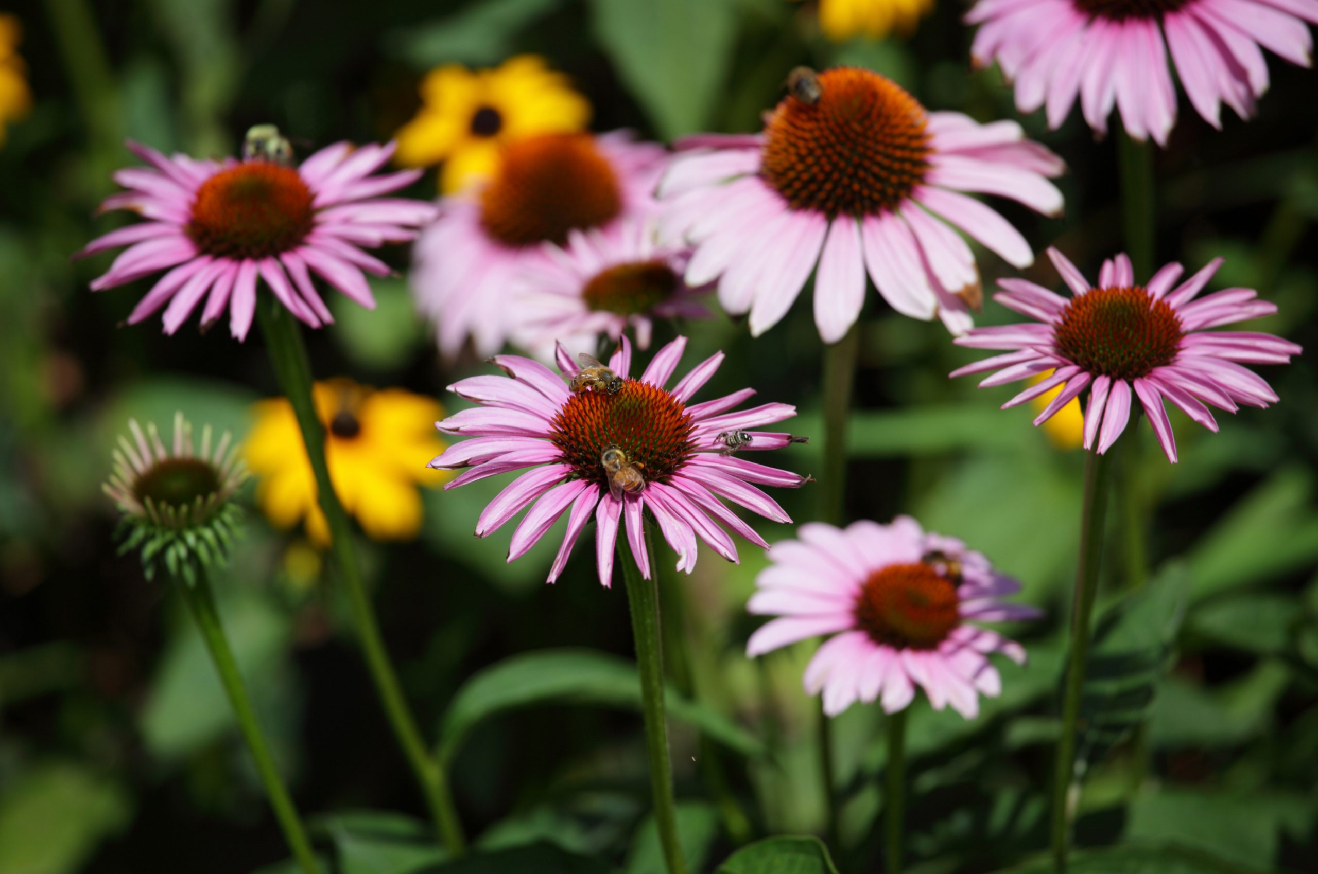 Honey-Bees-Collecting-Nectar-from-Purple-Coneflowers-scaled