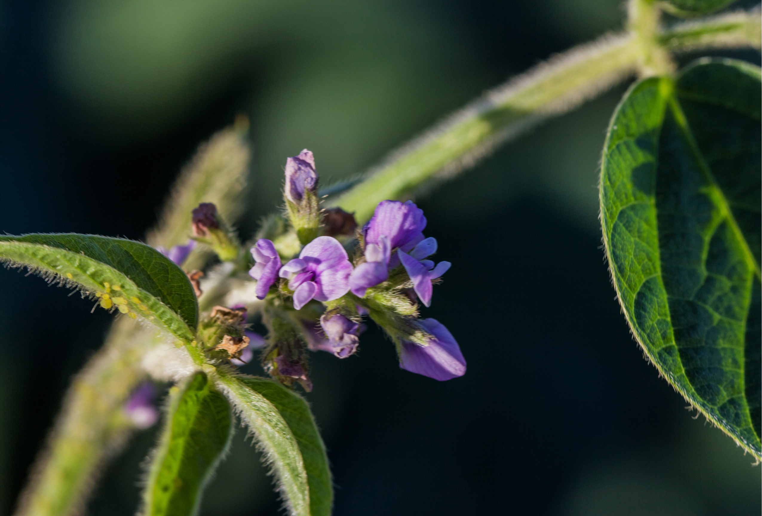 Soybean Blossom
