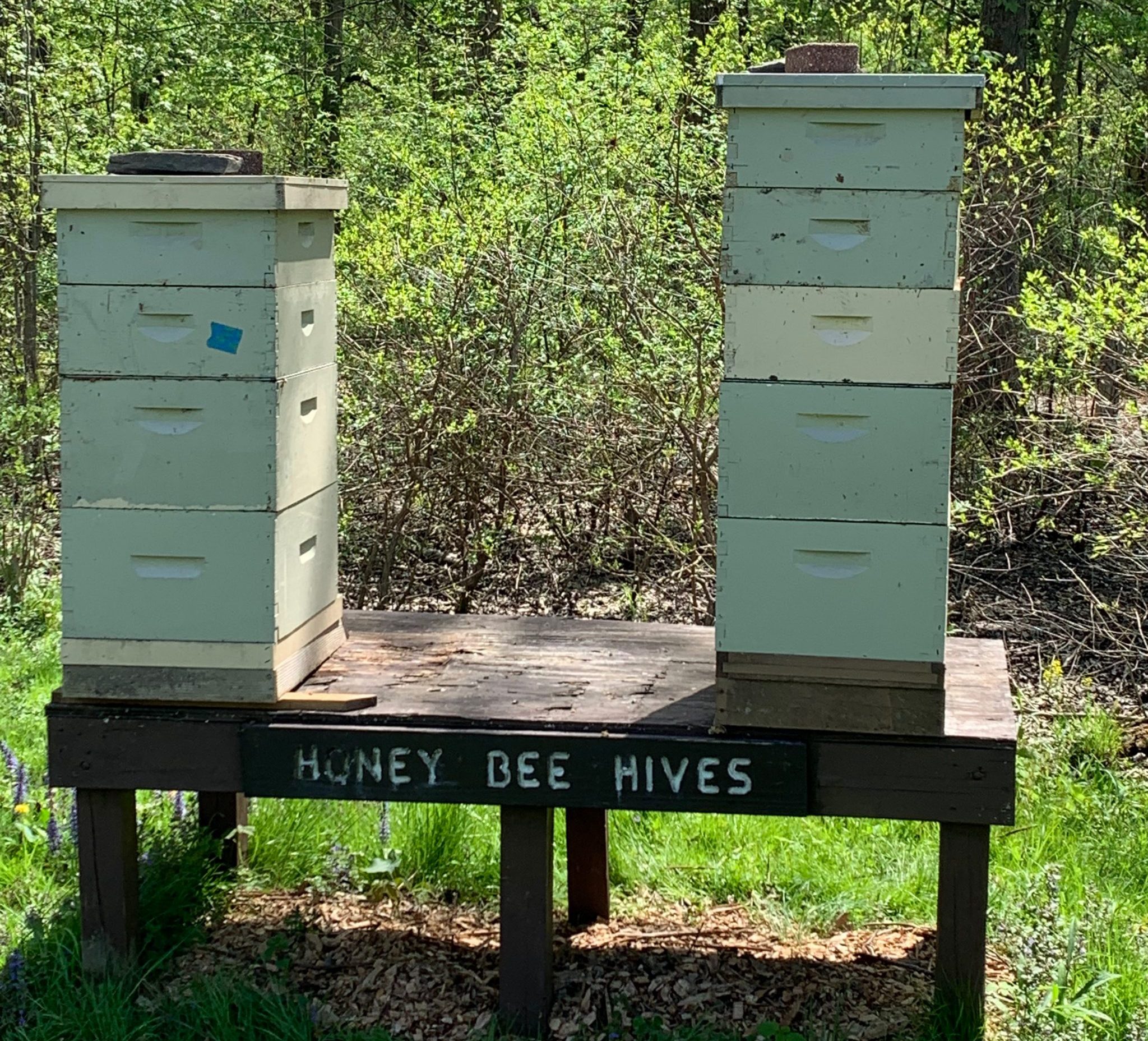 New Jersey Honey - Hilltop Honey LLC Hives
