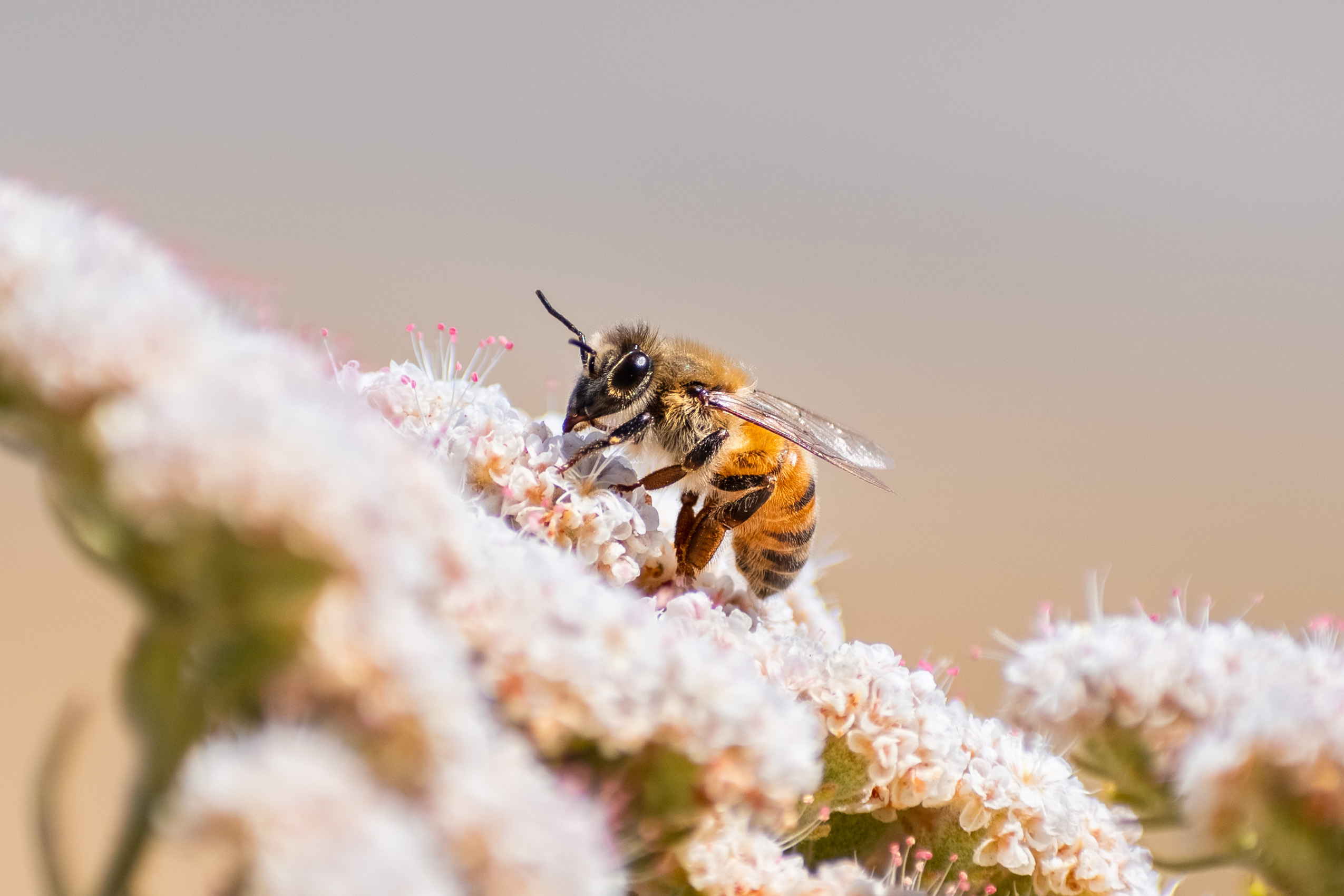 are bees insects bee
