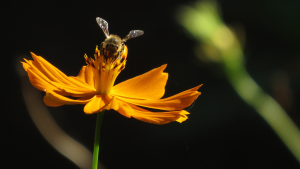 are bees nocturnal