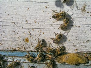 bee excrement on the hive