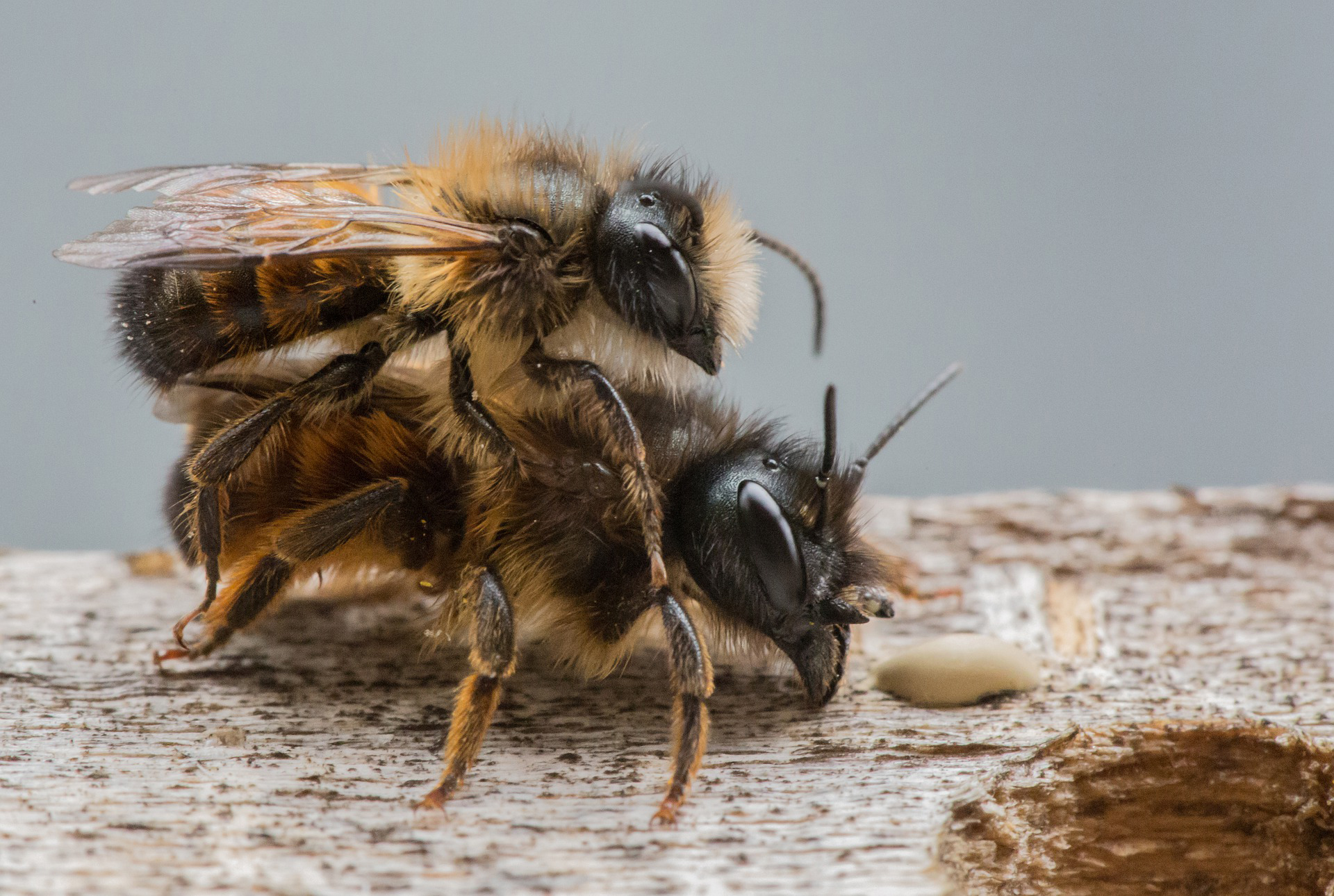 how do bees reproduce