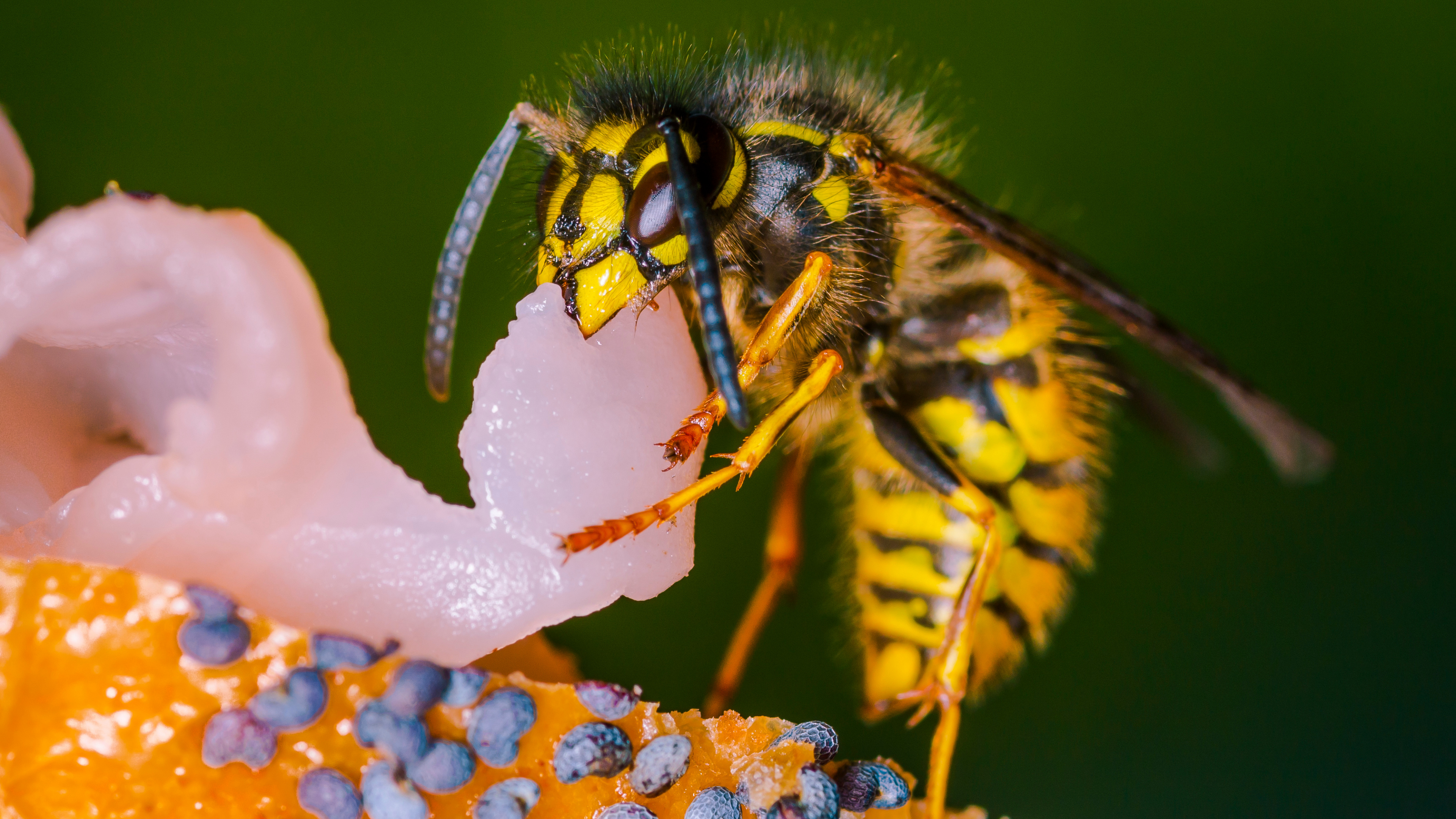 yellow jacket wasp eating raw meat
