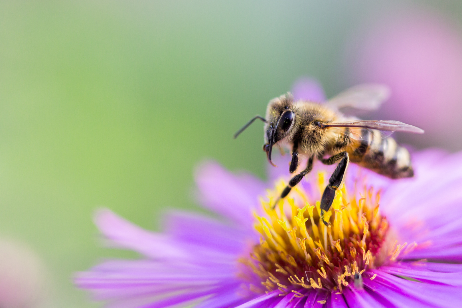 small honey bee on purple flower - apiphobia