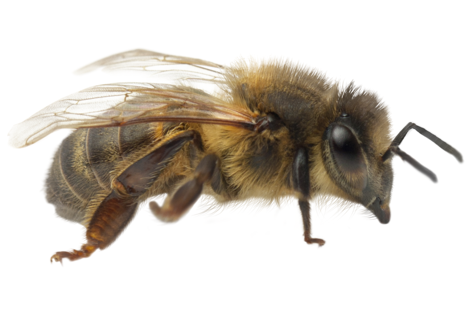 do bees have knees