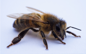 How-Many-Legs-Do-Bees-Have