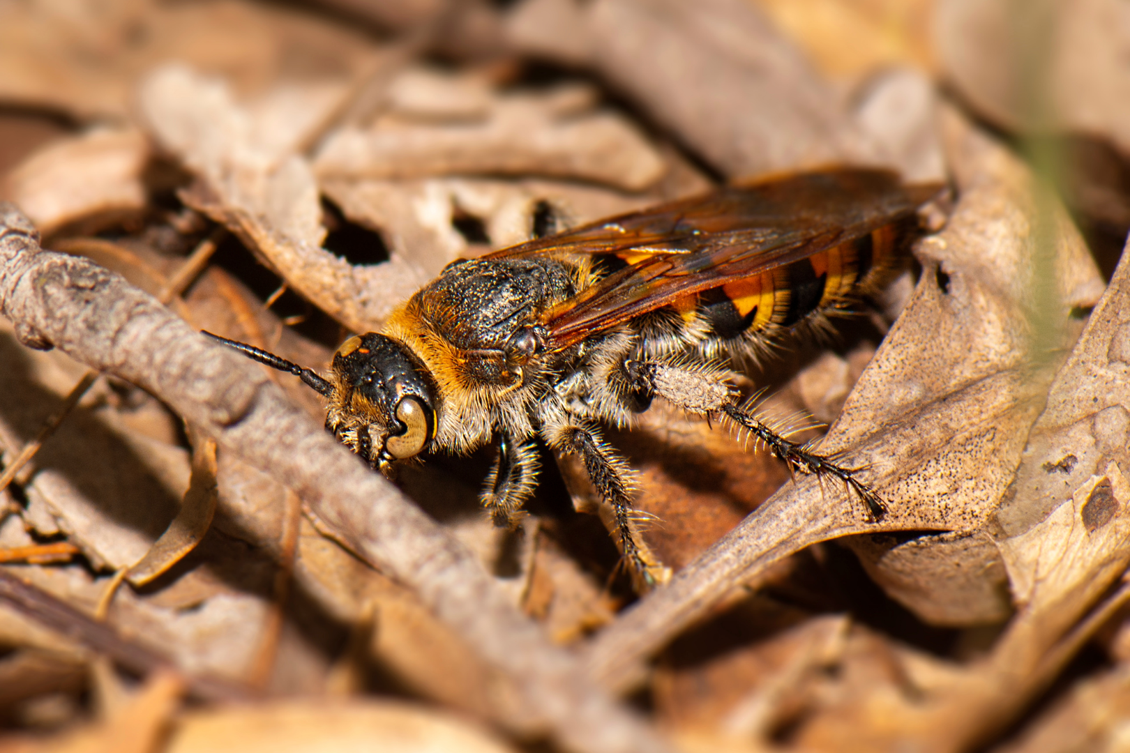 Nesting-Habits-of-Leafcutter-Bees