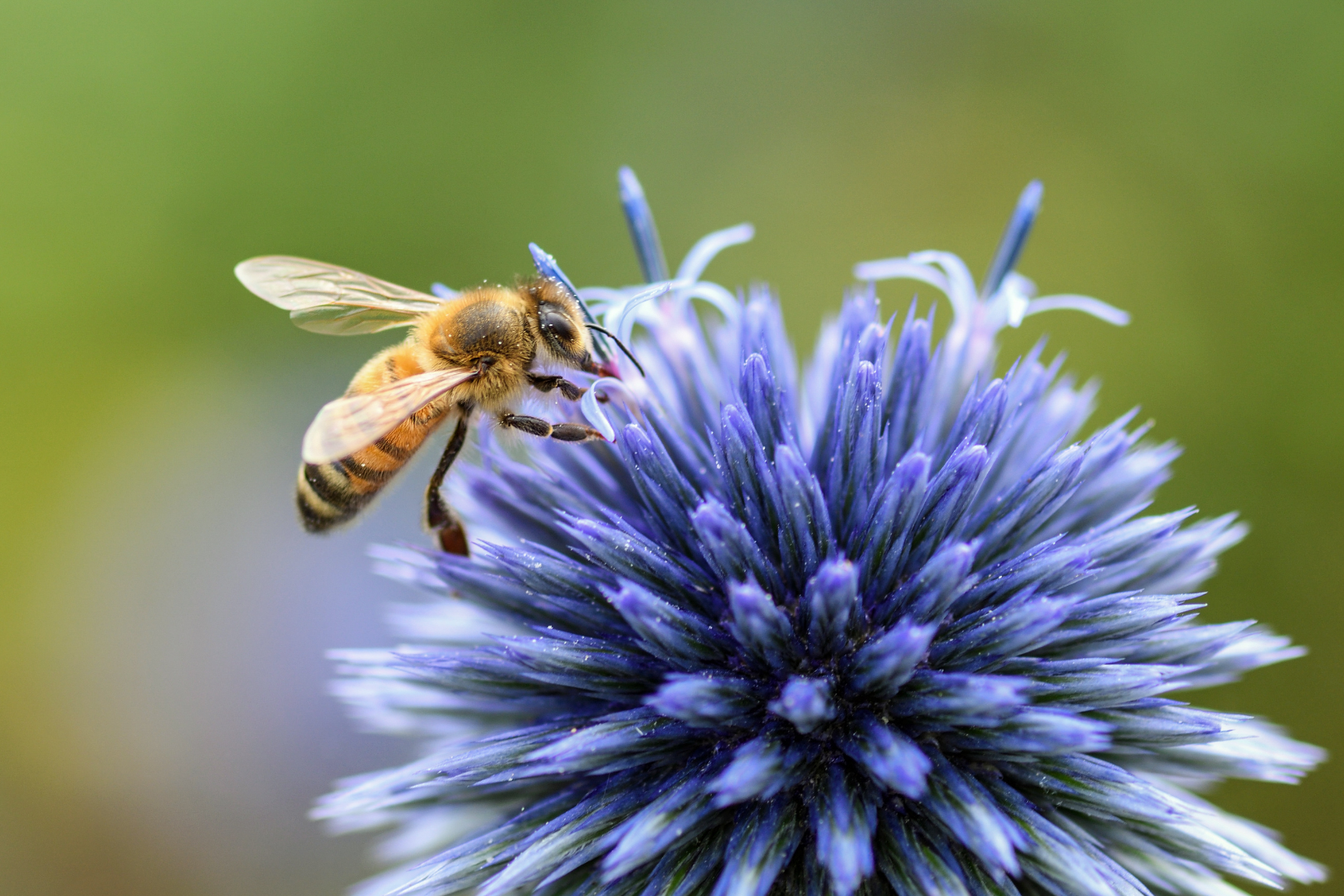 What-Causes-Apiphobia