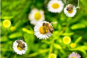 Why-are-bees-important