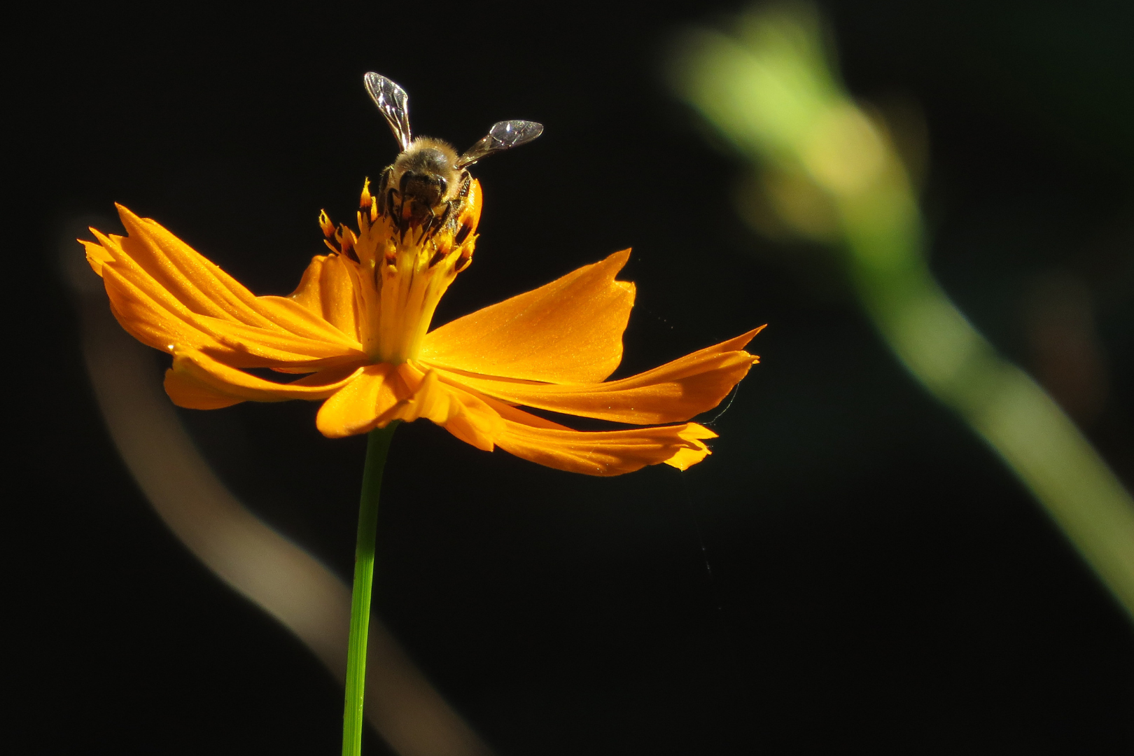 bee flying at night next to big orange flower
