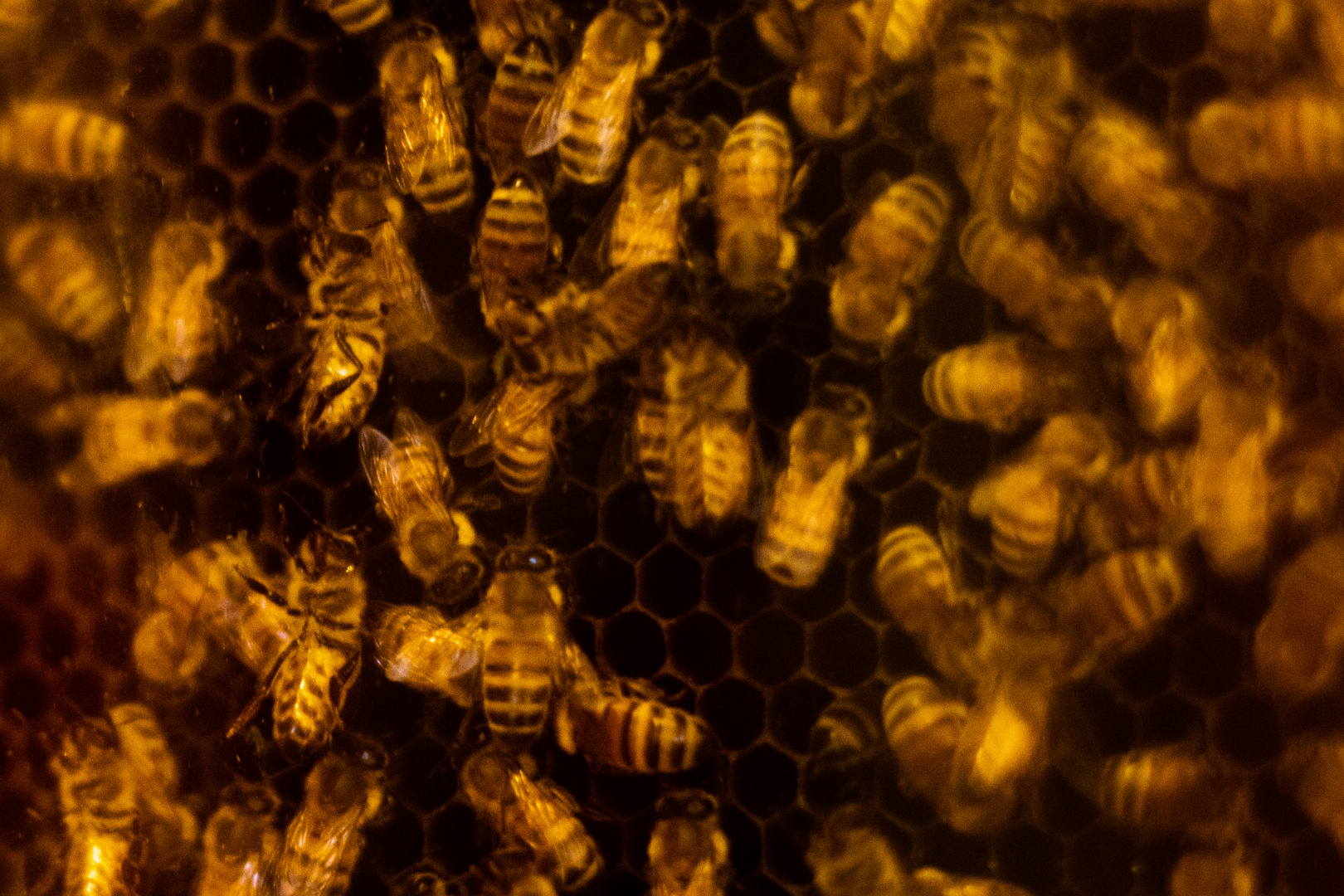 big group of bees hibernating inside beehive