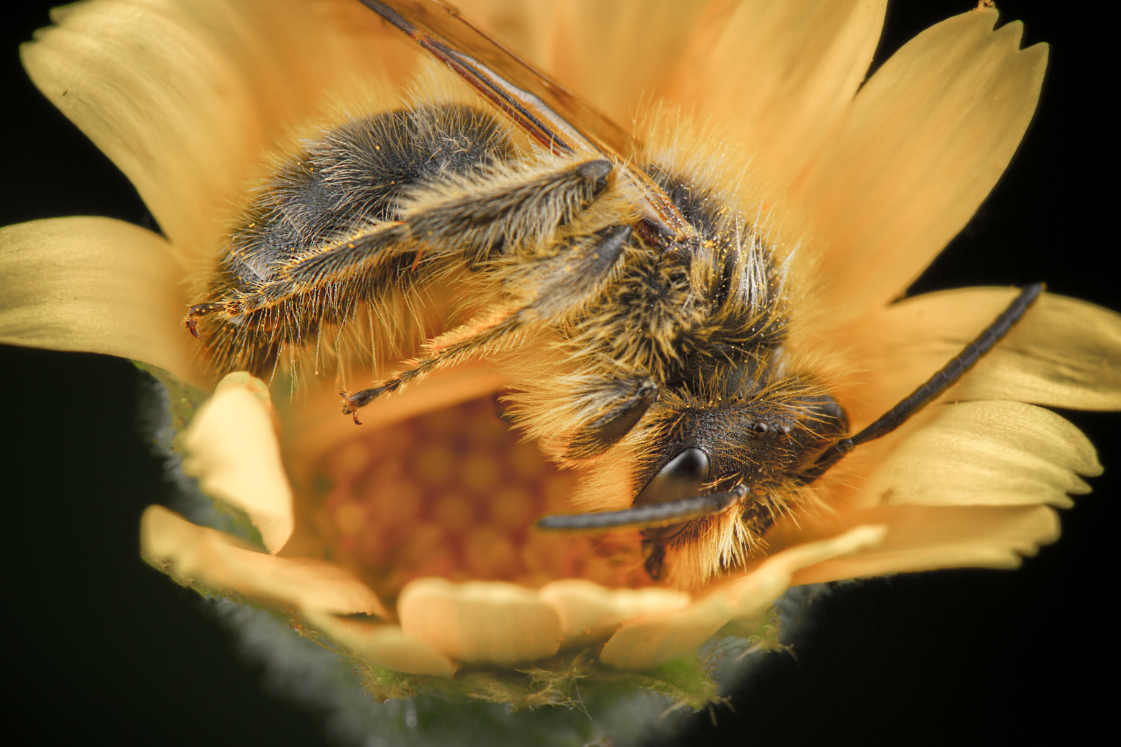bee sleeping on flower