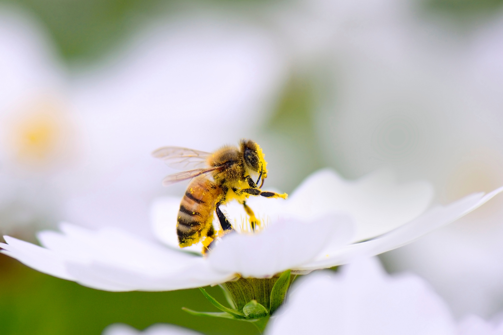 Do-Honey-Bees-Pollinate-or-Produce-Honey