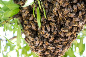 Honey-Bee-Colonies