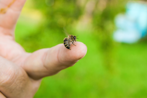Honey-bee-sting