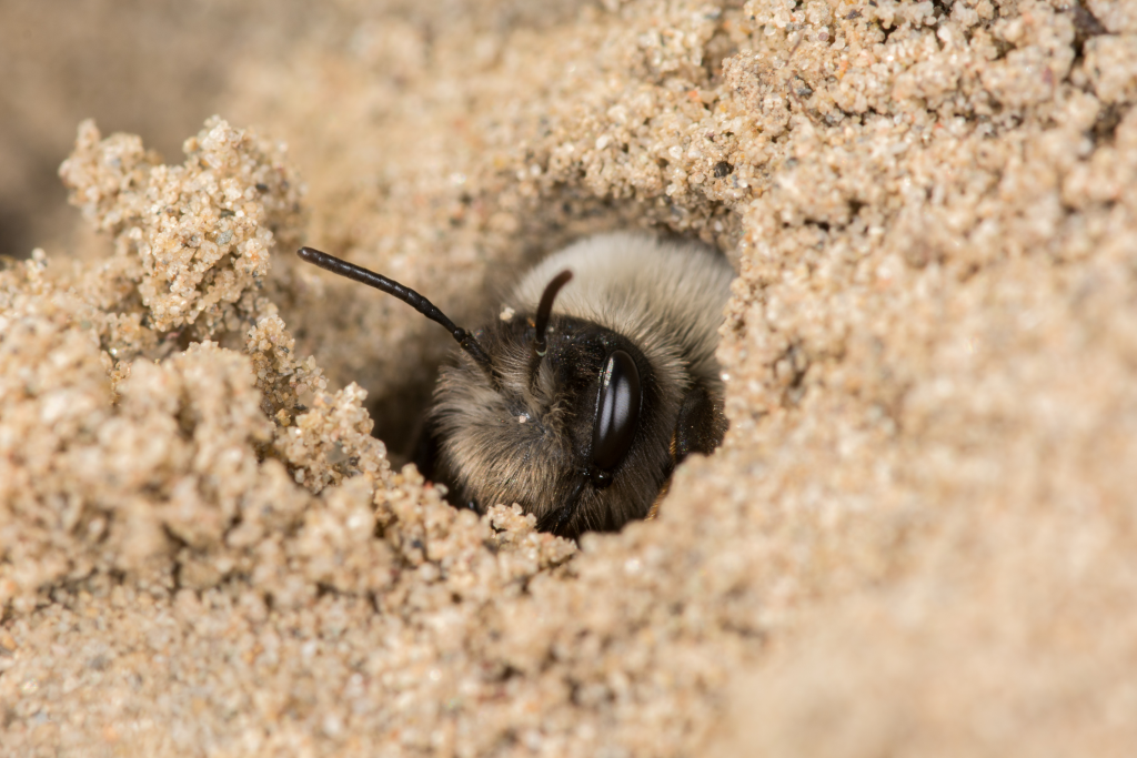 Ashy mining bee female in nest