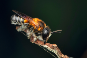 Close up shot of a giant resin bee resting on a stick