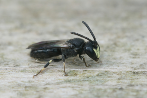 What is a masked bee - a single masked bee stood on a piece of wood
