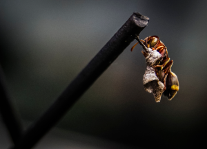 a Mexican honey wasp building a new hive