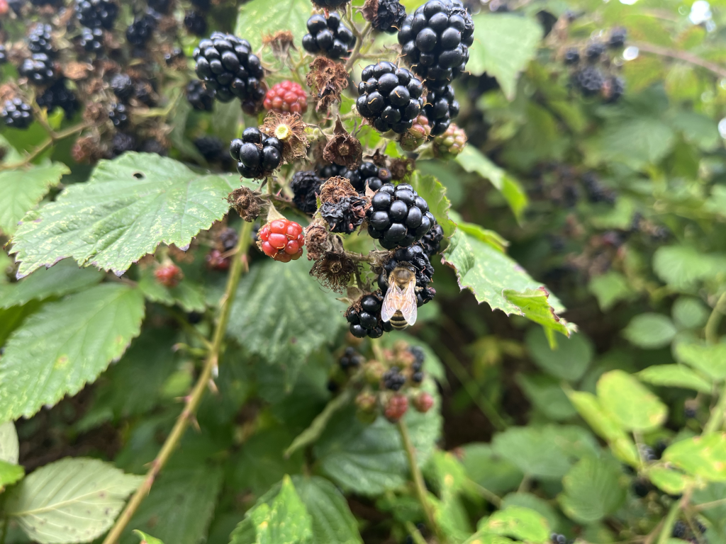 Bee eating fermented blackberry