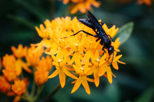 A great black wasp on a bright orange flower