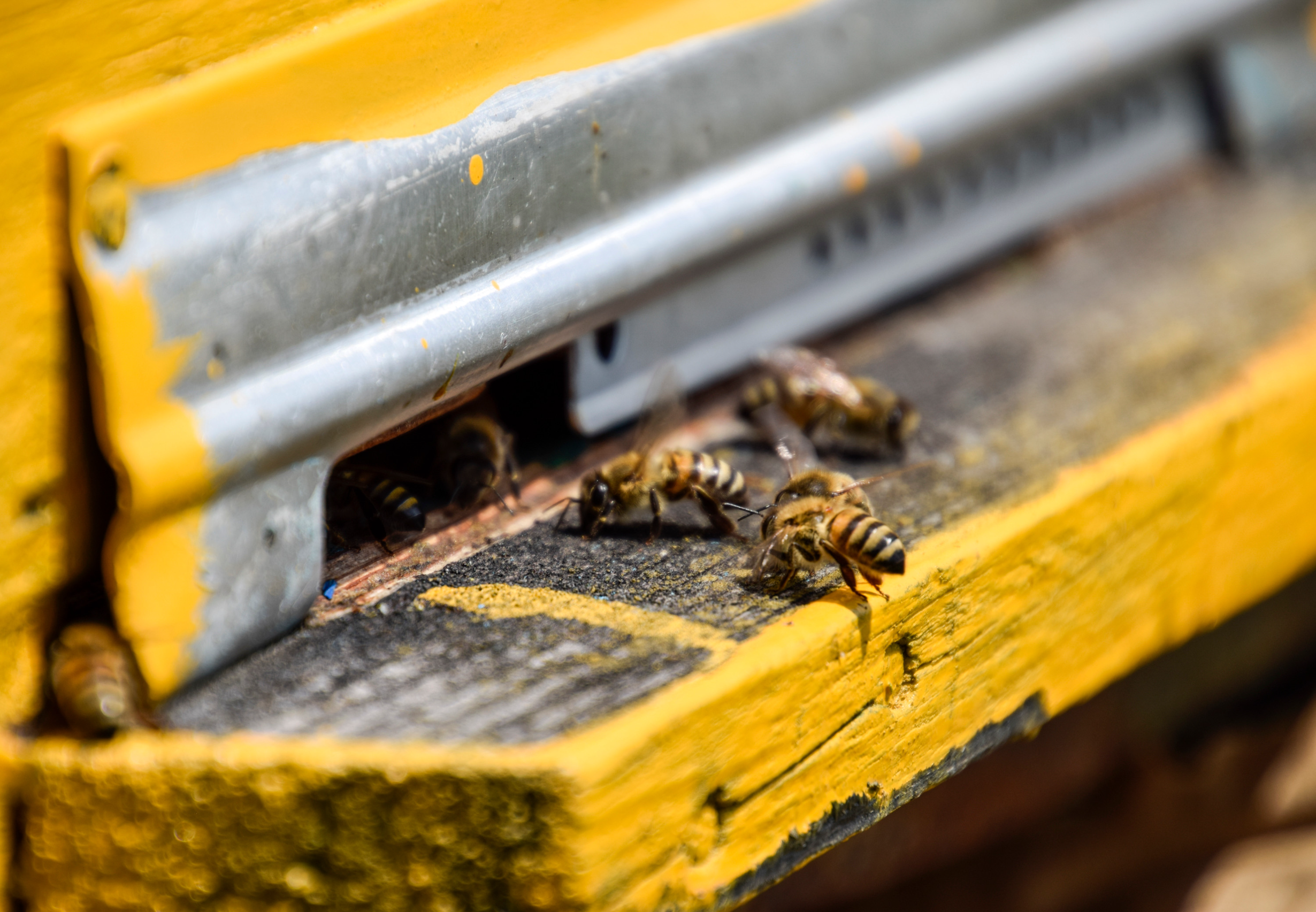 robber bees entering a hive