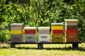 an apiary with five beehives with different coloured frames