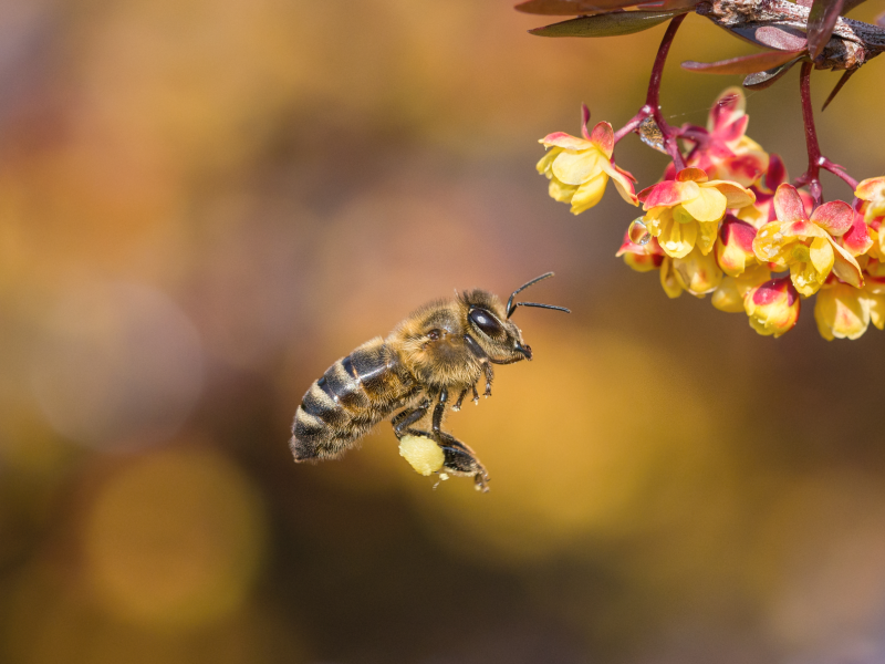 Do bees get drunk on pollen Do bees get drunk on pollen