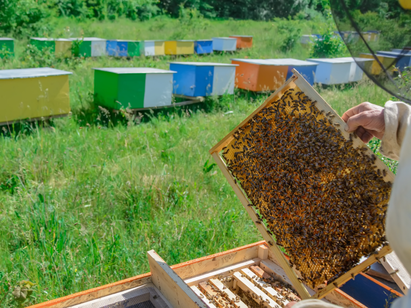 How to harvest honey from a beehive Beekeeper inspecting frames from an active beehive