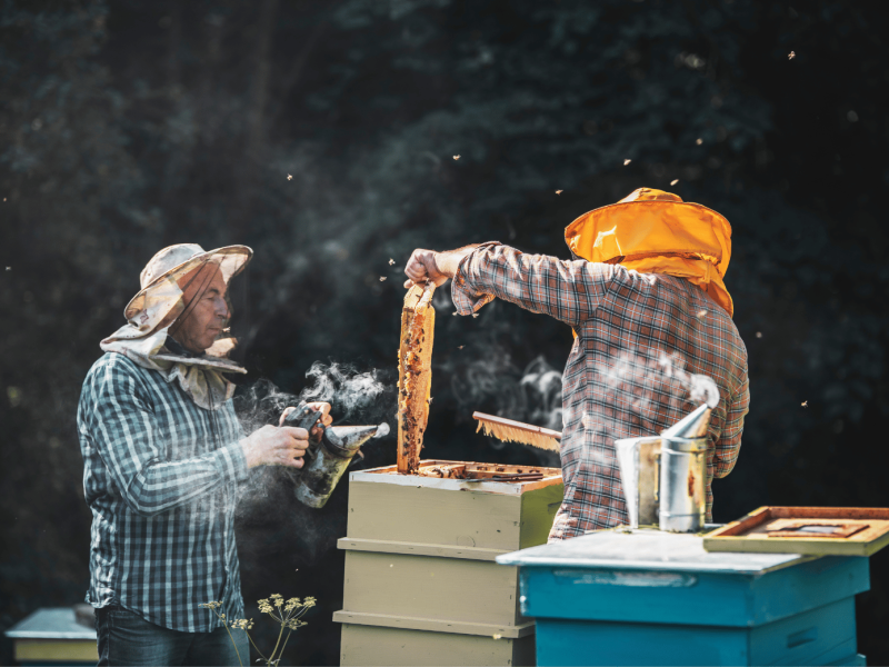 Smoking honeycombs Two male beekeepers in the process of extracting a honey comb with one using a smoker to calm the bees