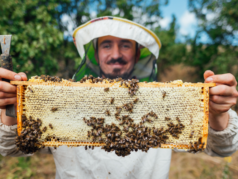 The History of Beekeeping a man holding a beehive frame that's full of honey and covered in bees
